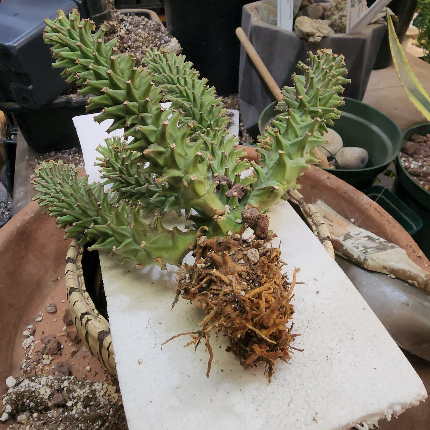 Monadenium schubei ‘Tanzania Red’ - 6 Heads