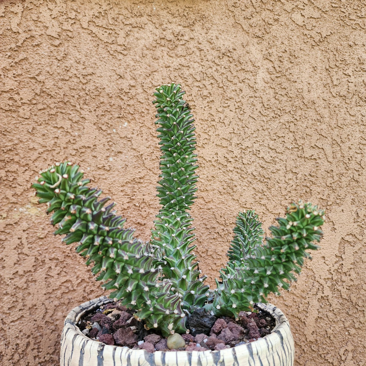 Monadenium schubei ‘Tanzania Red’ - 6 Heads