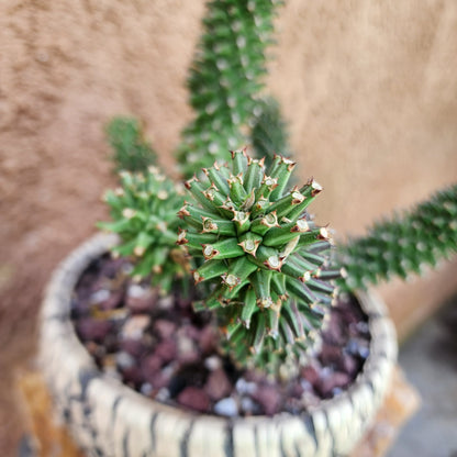 Monadenium schubei ‘Tanzania Red’ - 6 Heads