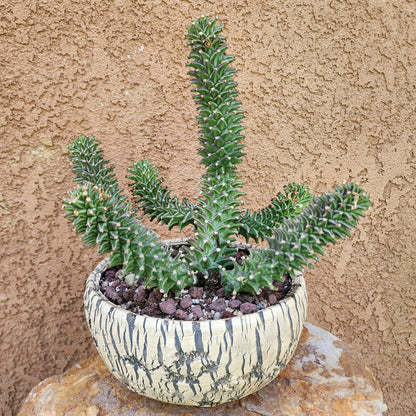 Monadenium schubei ‘Tanzania Red’ - 6 Heads