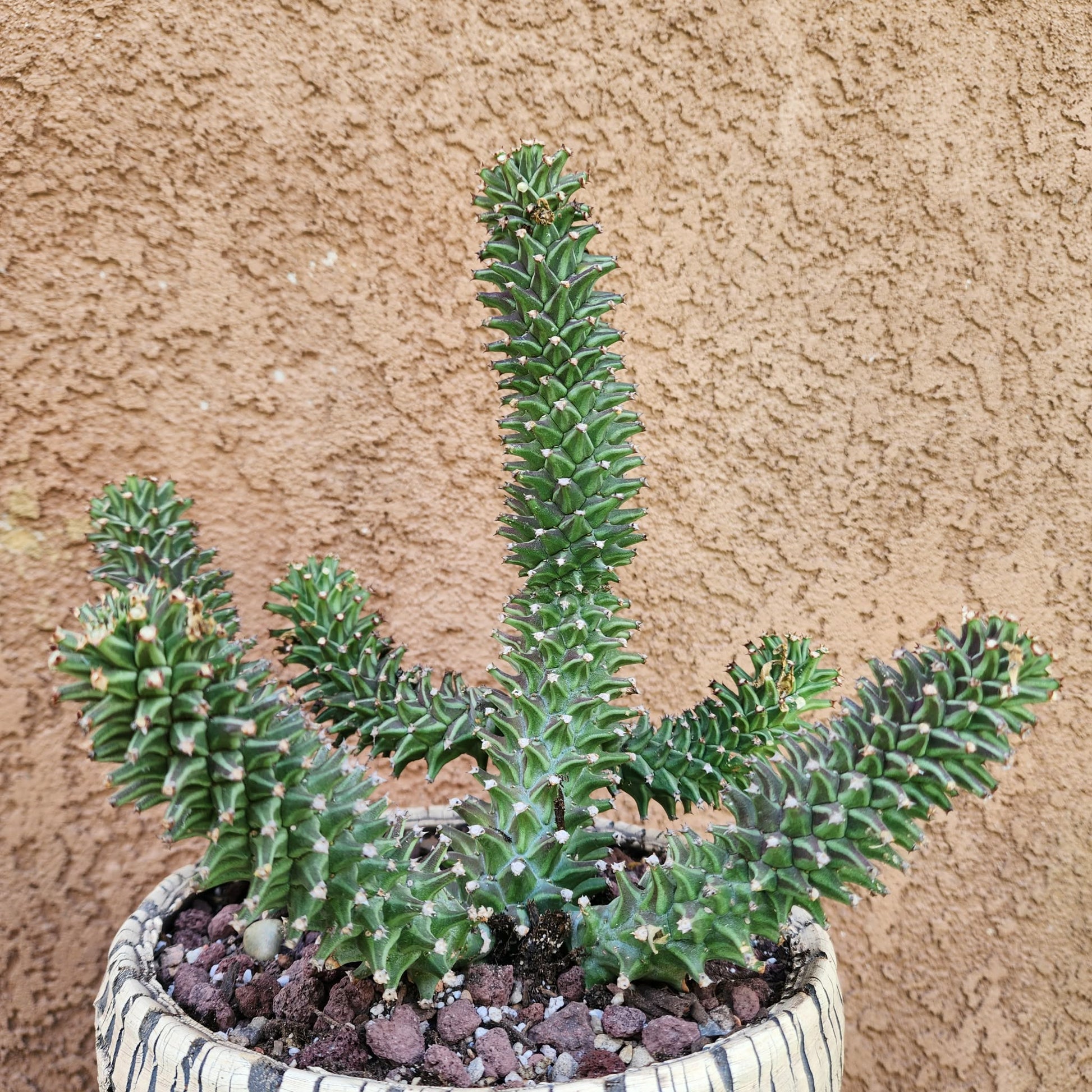 Monadenium schubei ‘Tanzania Red’ - 6 Heads euphorbia collector specimen