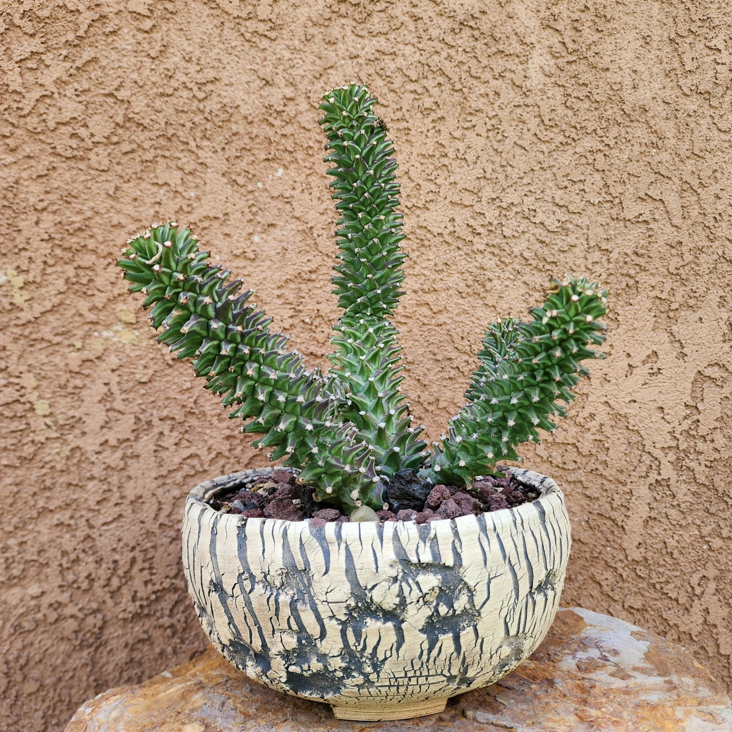Monadenium schubei ‘Tanzania Red’ - 6 Heads