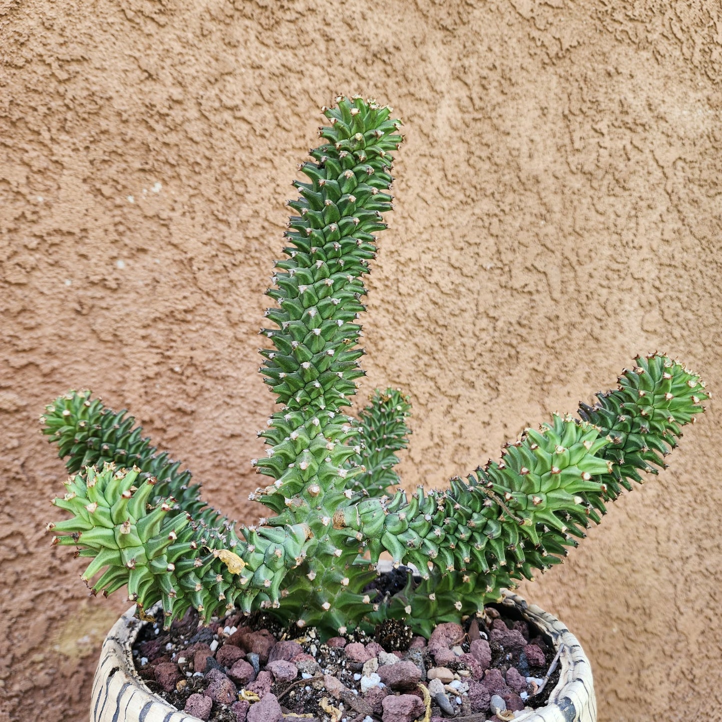 Monadenium schubei ‘Tanzania Red’ - 6 Heads