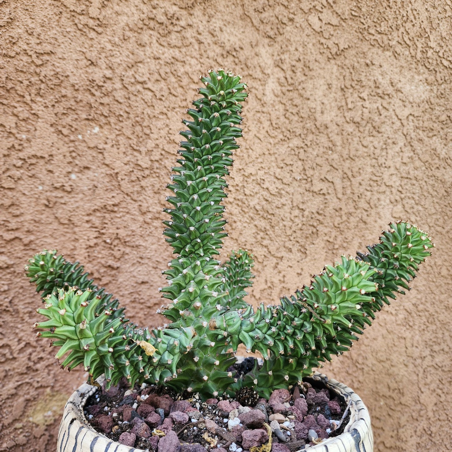 Monadenium schubei ‘Tanzania Red’ - 6 Heads