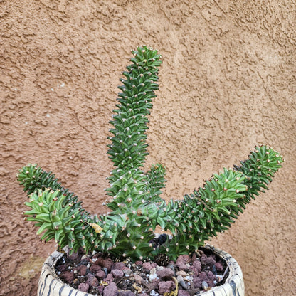 Monadenium schubei ‘Tanzania Red’ - 6 Heads