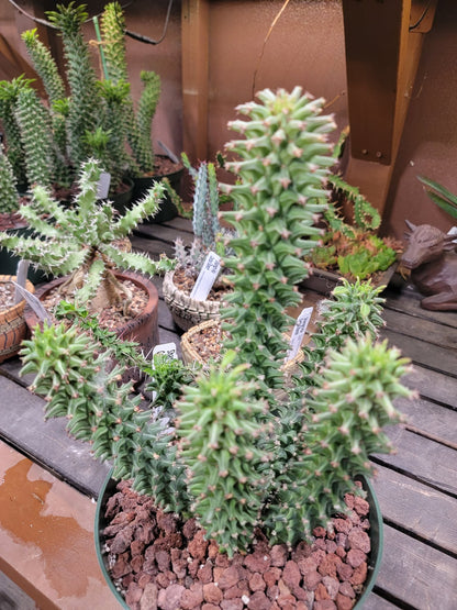 Monadenium schubei ‘Tanzania Red’ - 6 Heads!