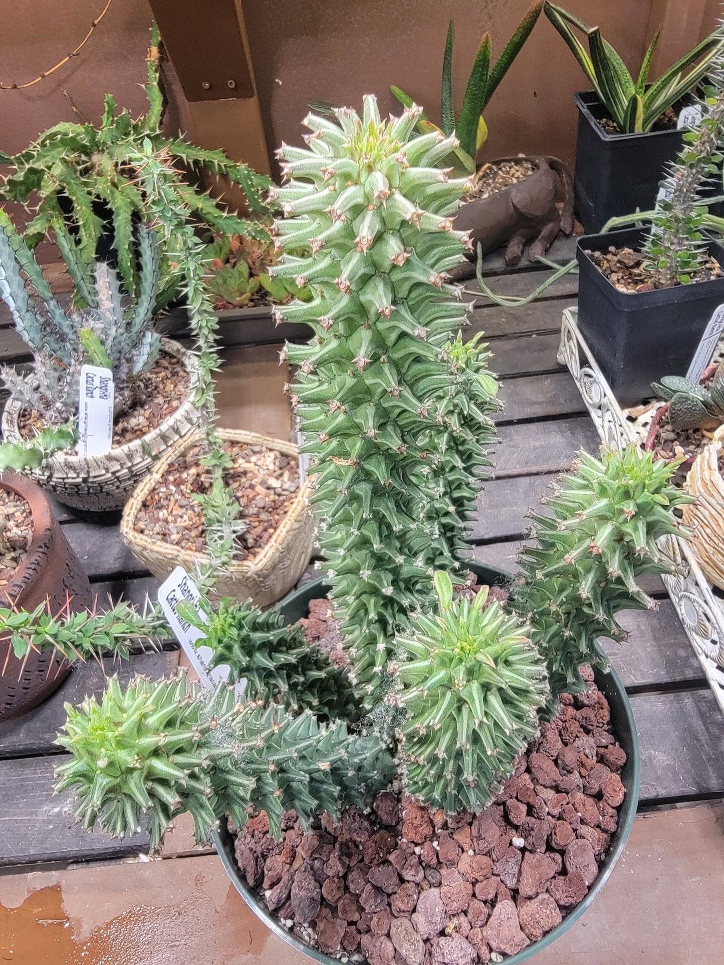 Monadenium schubei ‘Tanzania Red’ - 6 Heads!