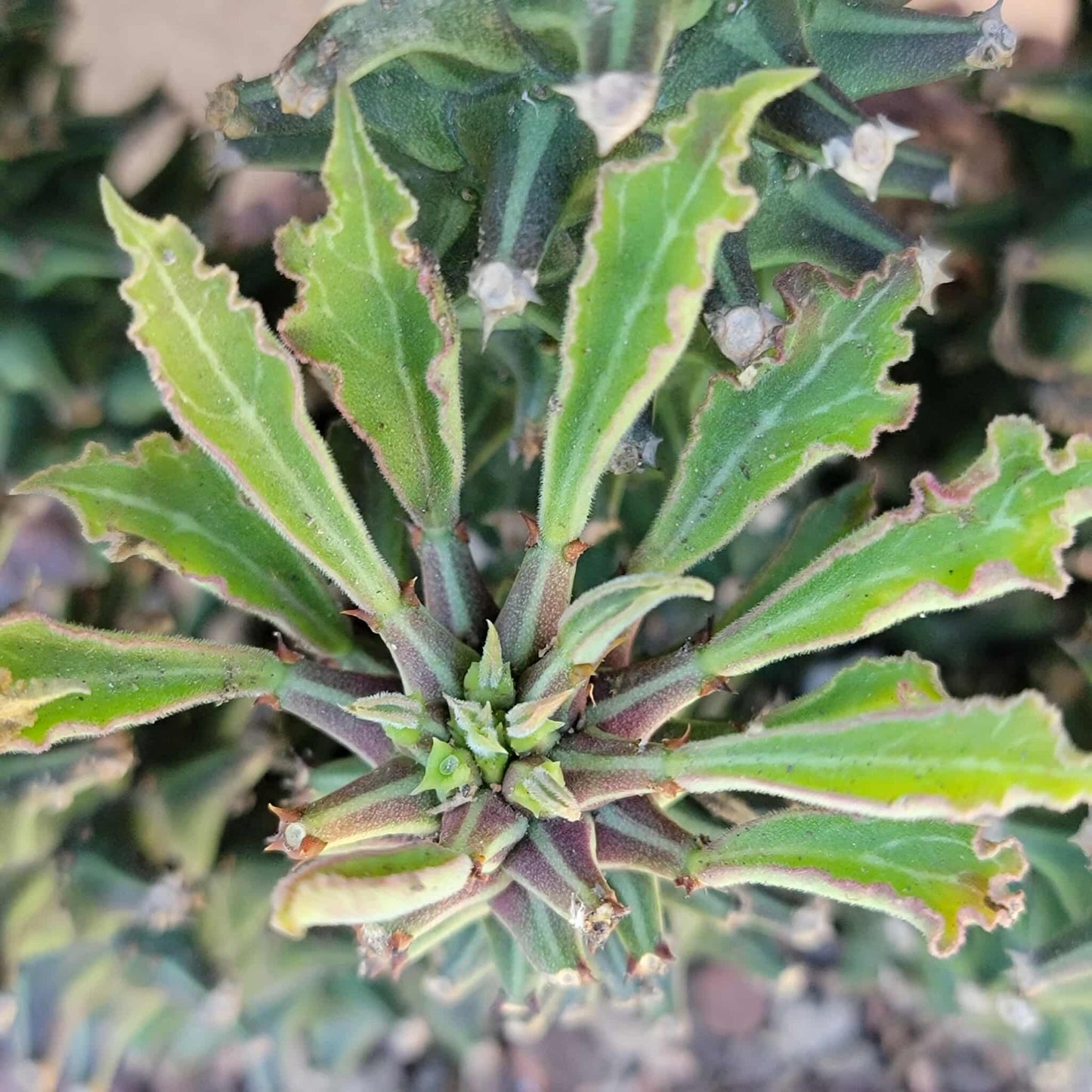 Monadenium schubei ‘Tanzania Red’ - 8 Heads