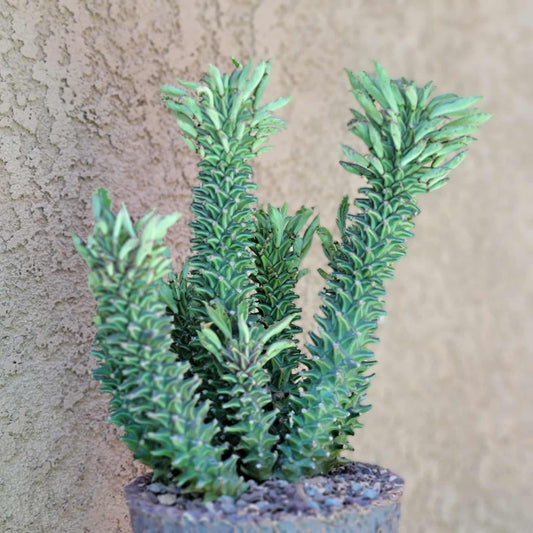Monadenium schubei ‘Tanzania Red’ - 8 Heads