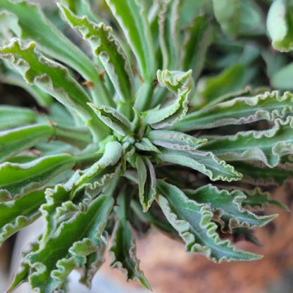 Monadenium schubei ‘Tanzania Red’ - 9 Heads + Baby!