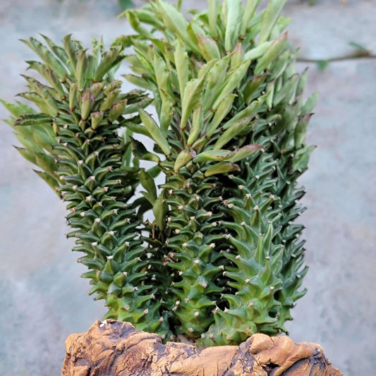 Monadenium schubei ‘Tanzania Red’ - 9 Heads + Baby!