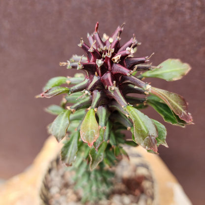 Monadenium schubei ‘Tanzania Red’