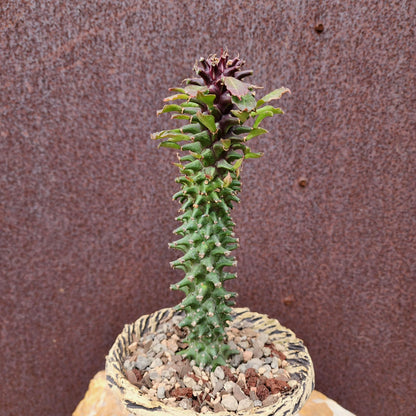 Monadenium schubei ‘Tanzania Red’