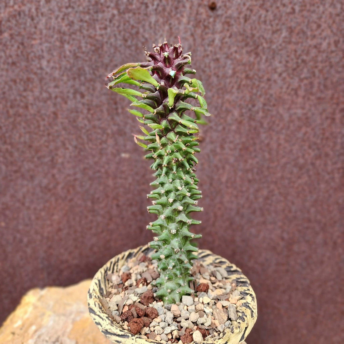 Monadenium schubei ‘Tanzania Red’