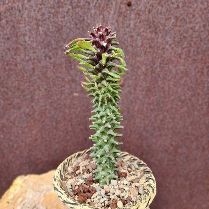 Monadenium schubei ‘Tanzania Red’
