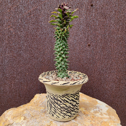 Monadenium schubei ‘Tanzania Red’