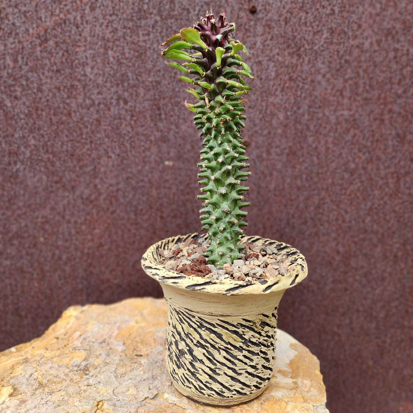 Monadenium schubei ‘Tanzania Red’