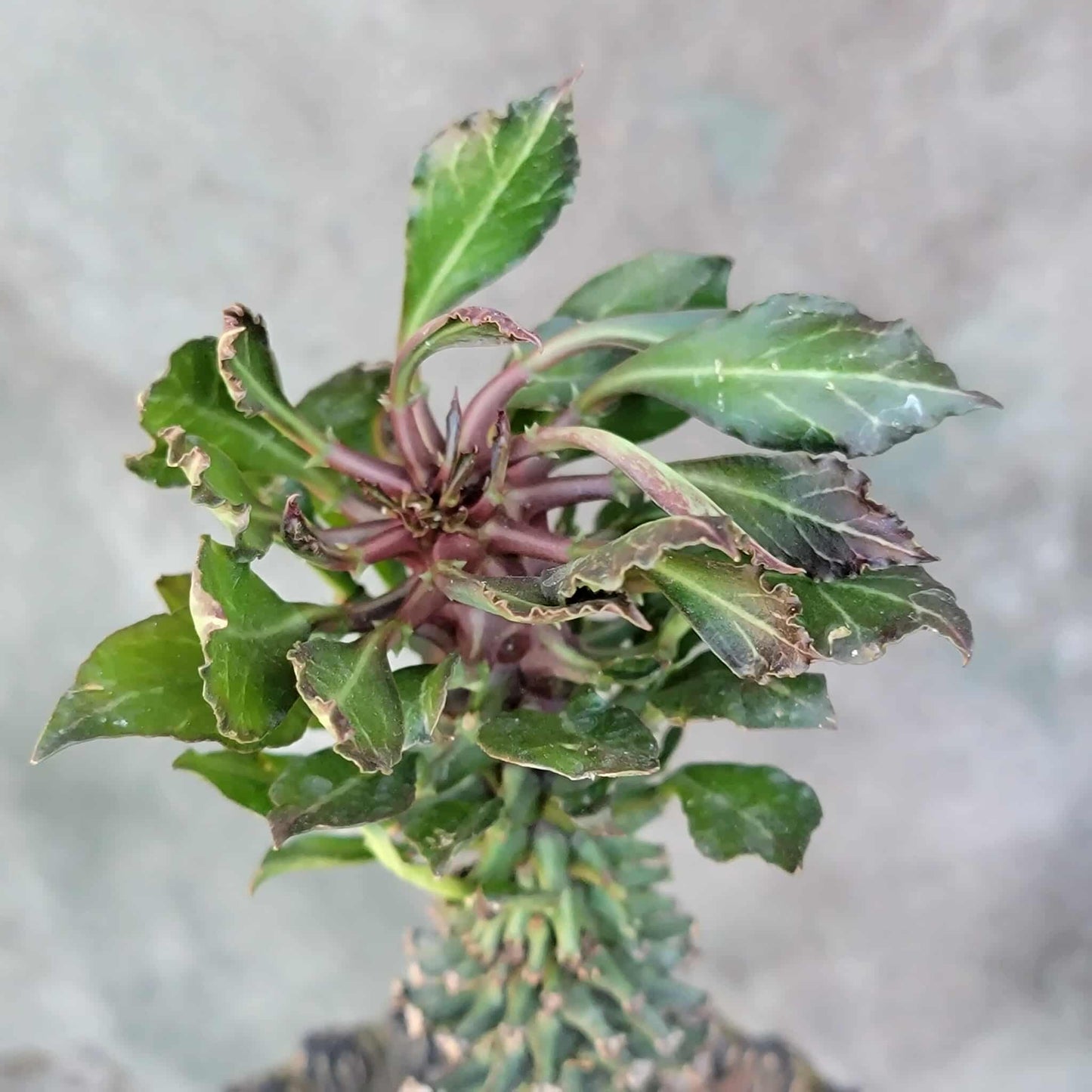 Monadenium schubei ‘Tanzania Red’