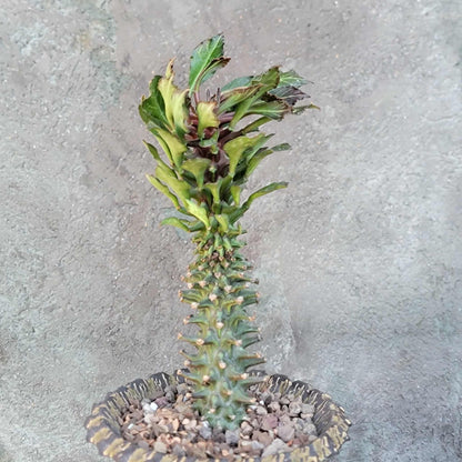 Monadenium schubei ‘Tanzania Red’
