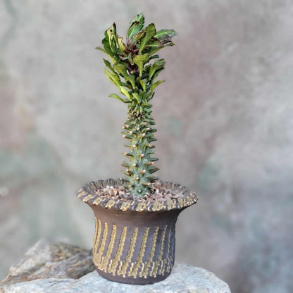 Monadenium schubei ‘Tanzania Red’