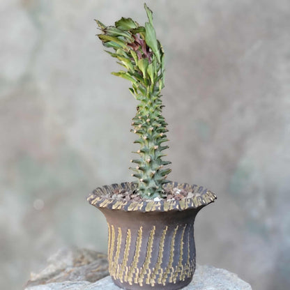 Monadenium schubei ‘Tanzania Red’