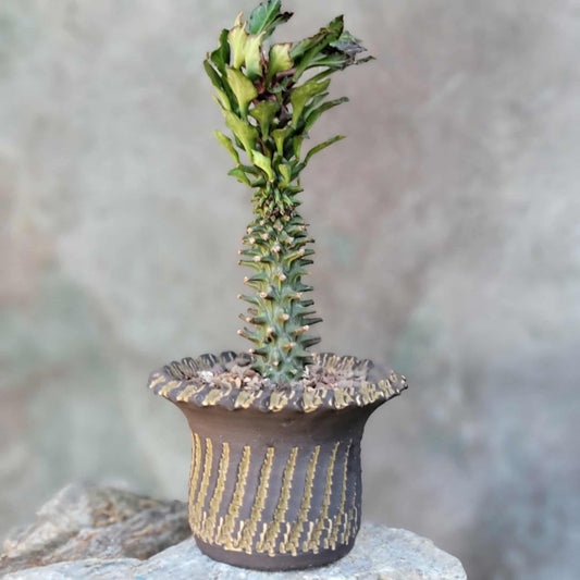 Monadenium schubei ‘Tanzania Red’