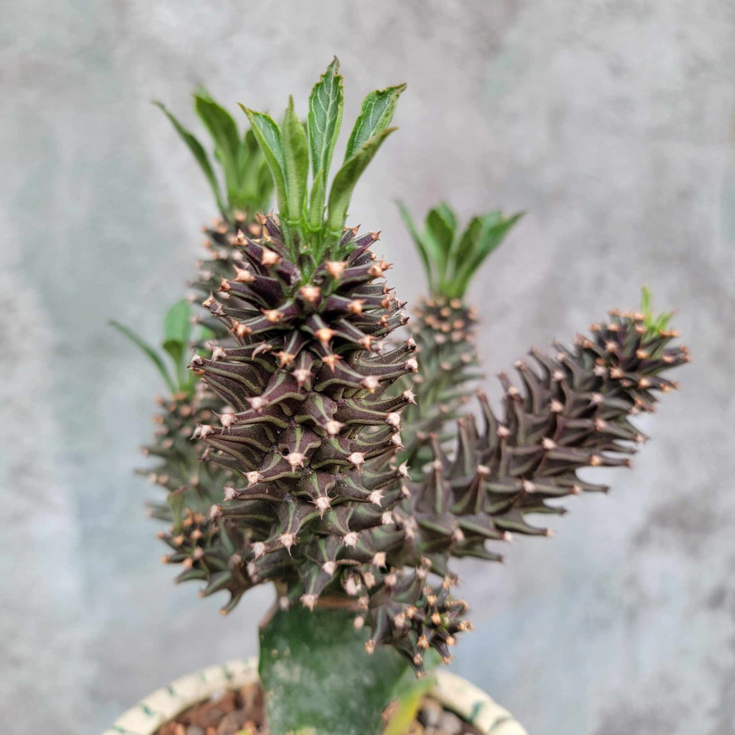 Monadenium schubei ‘Tanzania Red’