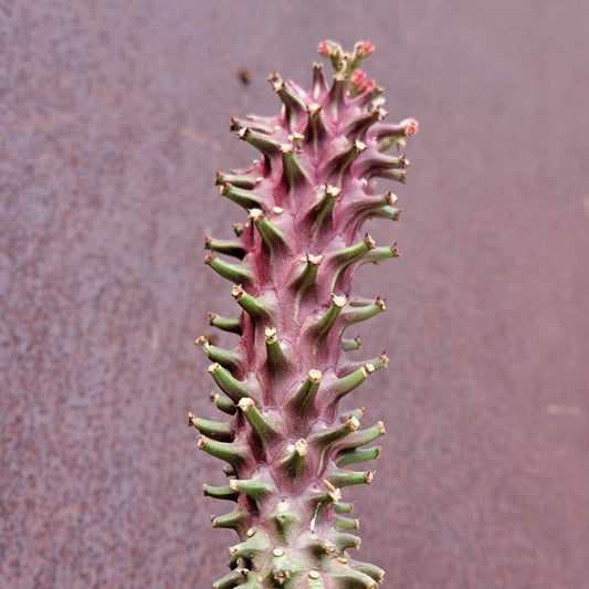 Monadenium schubei ‘Tanzania Red’