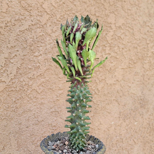 Monadenium schubei ‘Tanzania Red’