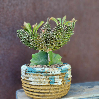 Monadenium schubei ‘Tanzania Red’