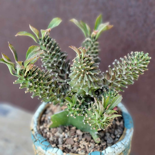 Monadenium schubei ‘Tanzania Red’