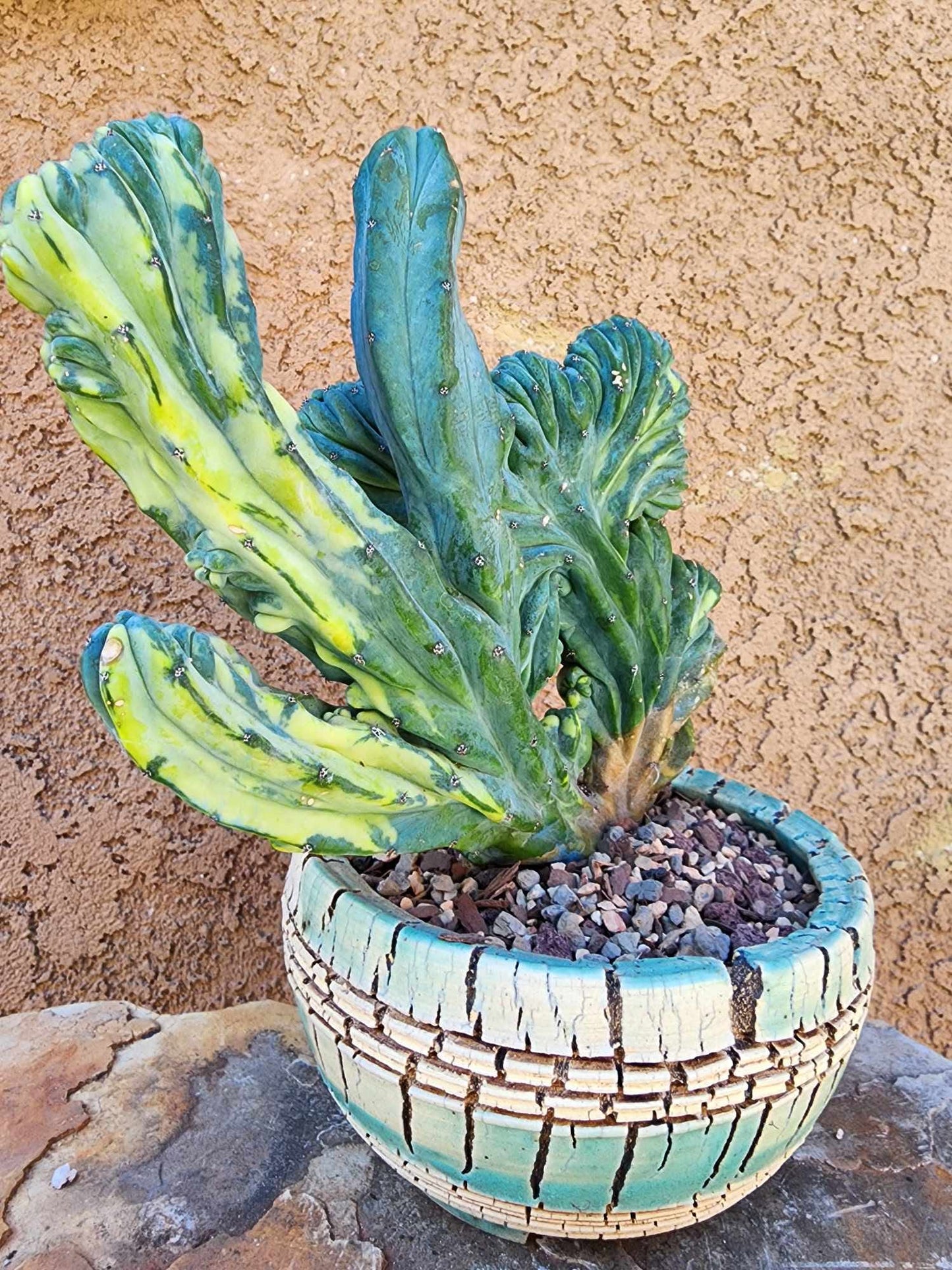 Myrtillocactus geometrizans ‘Fred’ Variegata — Crested & Monstrose | Collector Specimen