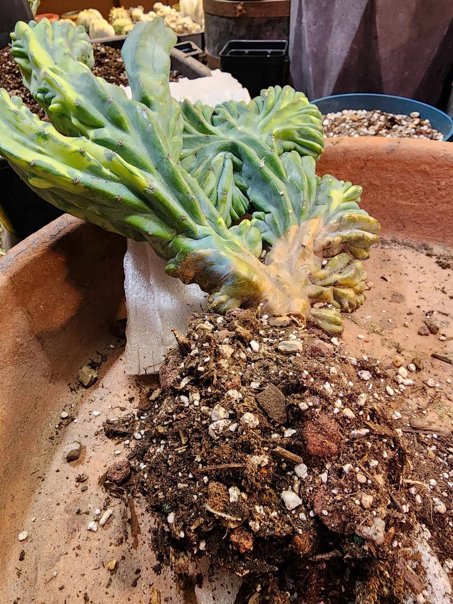 Myrtillocactus geometrizans ‘Fred’ Variegata — Crested & Monstrose | Collector Specimen