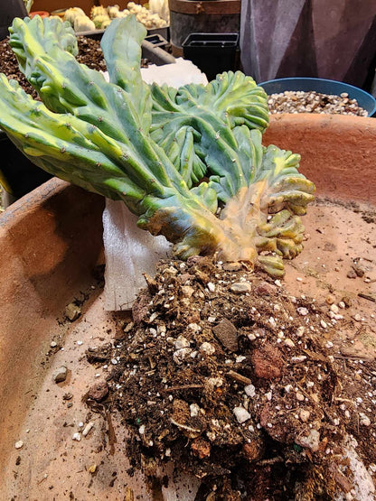 Myrtillocactus geometrizans ‘Fred’ Variegata — Crested & Monstrose | Collector Specimen