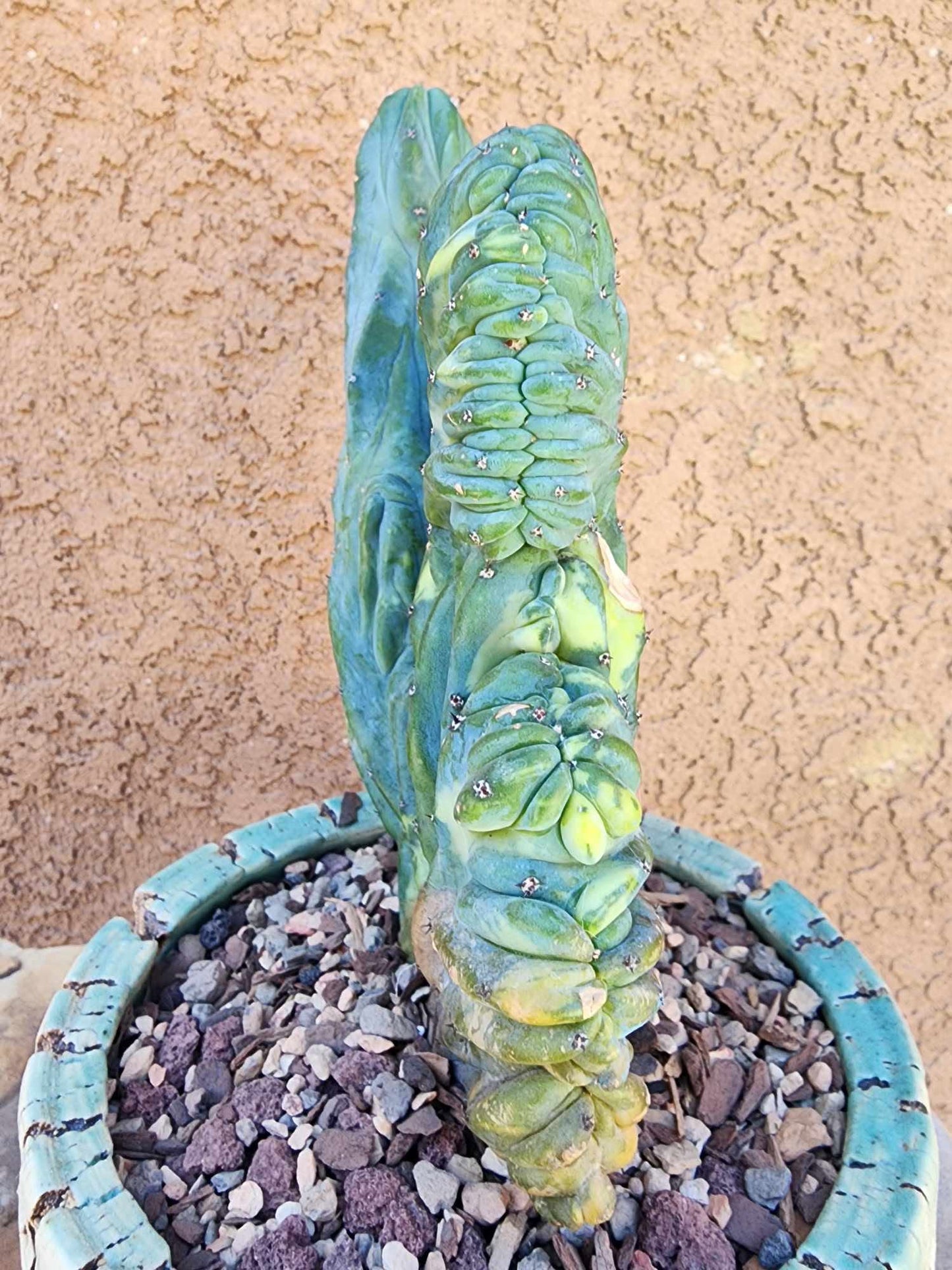 Myrtillocactus geometrizans ‘Fred’ Variegata — Crested & Monstrose | Collector Specimen