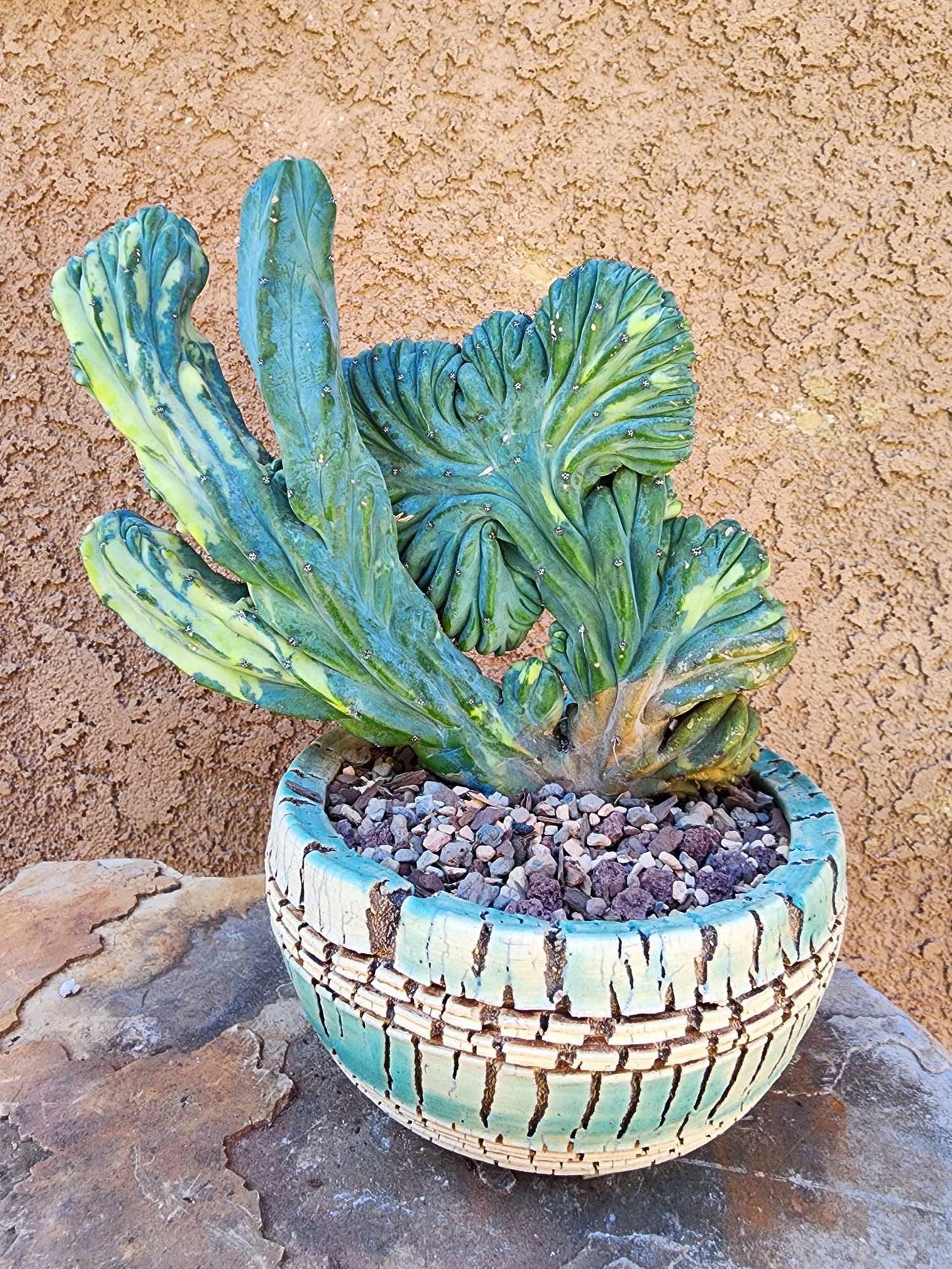 Myrtillocactus geometrizans ‘Fred’ Variegata — Crested & Monstrose | Collector Specimen