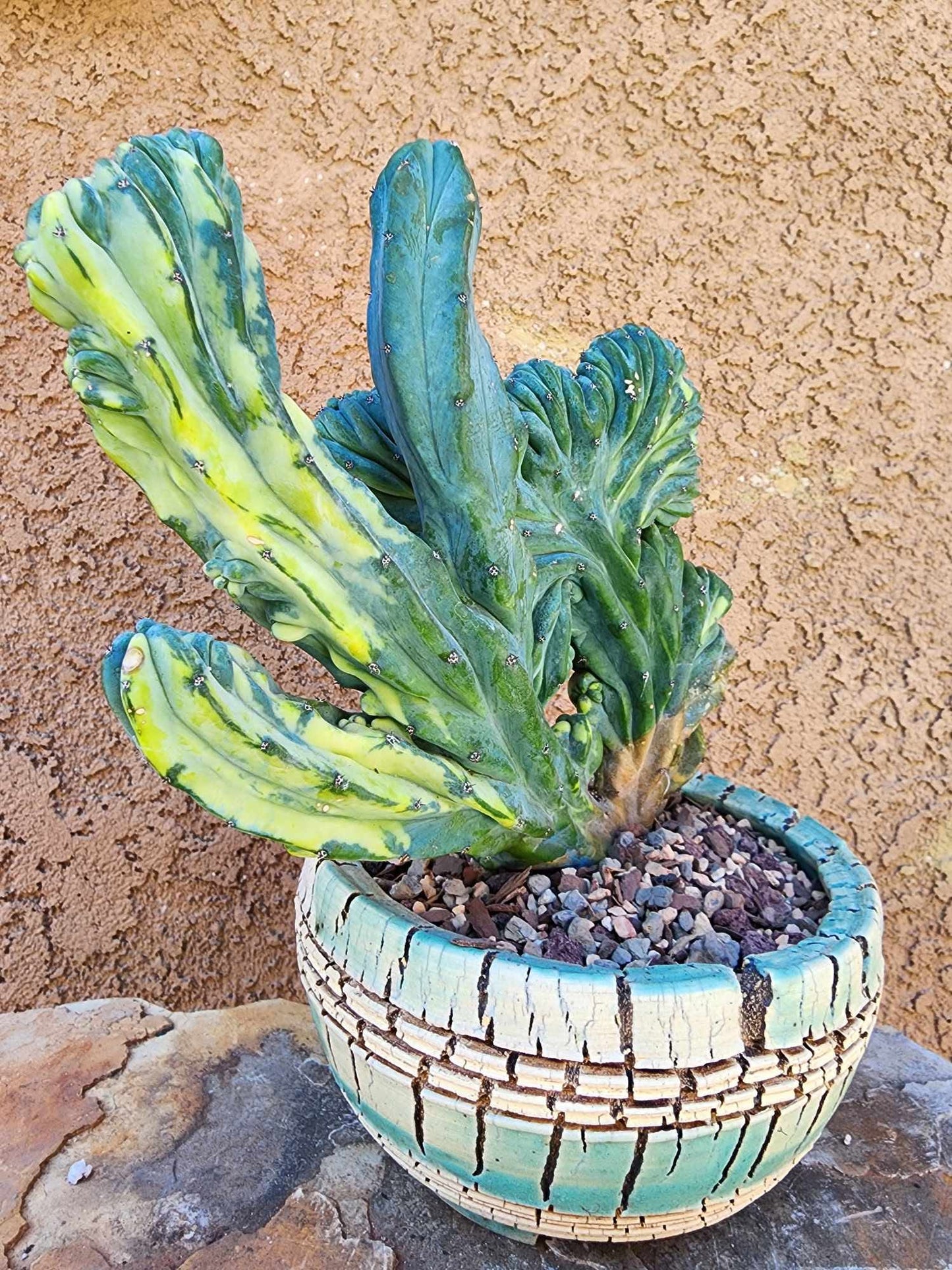 Myrtillocactus geometrizans ‘Fred’ Variegata — Crested & Monstrose | Collector Specimen