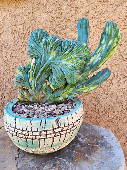 Myrtillocactus geometrizans ‘Fred’ Variegata — Crested & Monstrose | Collector Specimen