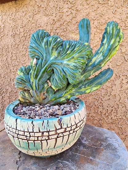 Myrtillocactus geometrizans ‘Fred’ Variegata — Crested & Monstrose | Collector Specimen