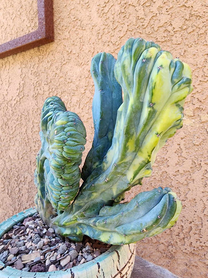 Myrtillocactus geometrizans ‘Fred’ Variegata — Crested & Monstrose | Collector Specimen