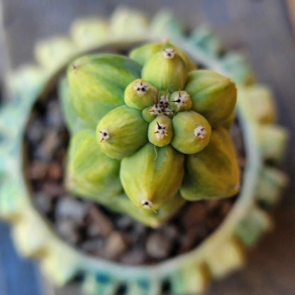 Myrtillocactus geometrizans 'Fukurokuryuzinboku - Variegated Boobie Cactus