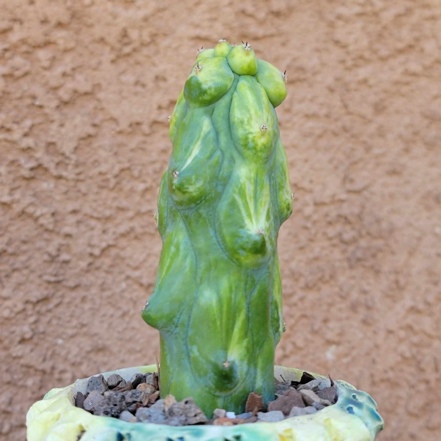 Myrtillocactus geometrizans 'Fukurokuryuzinboku - Variegated Boobie Cactus