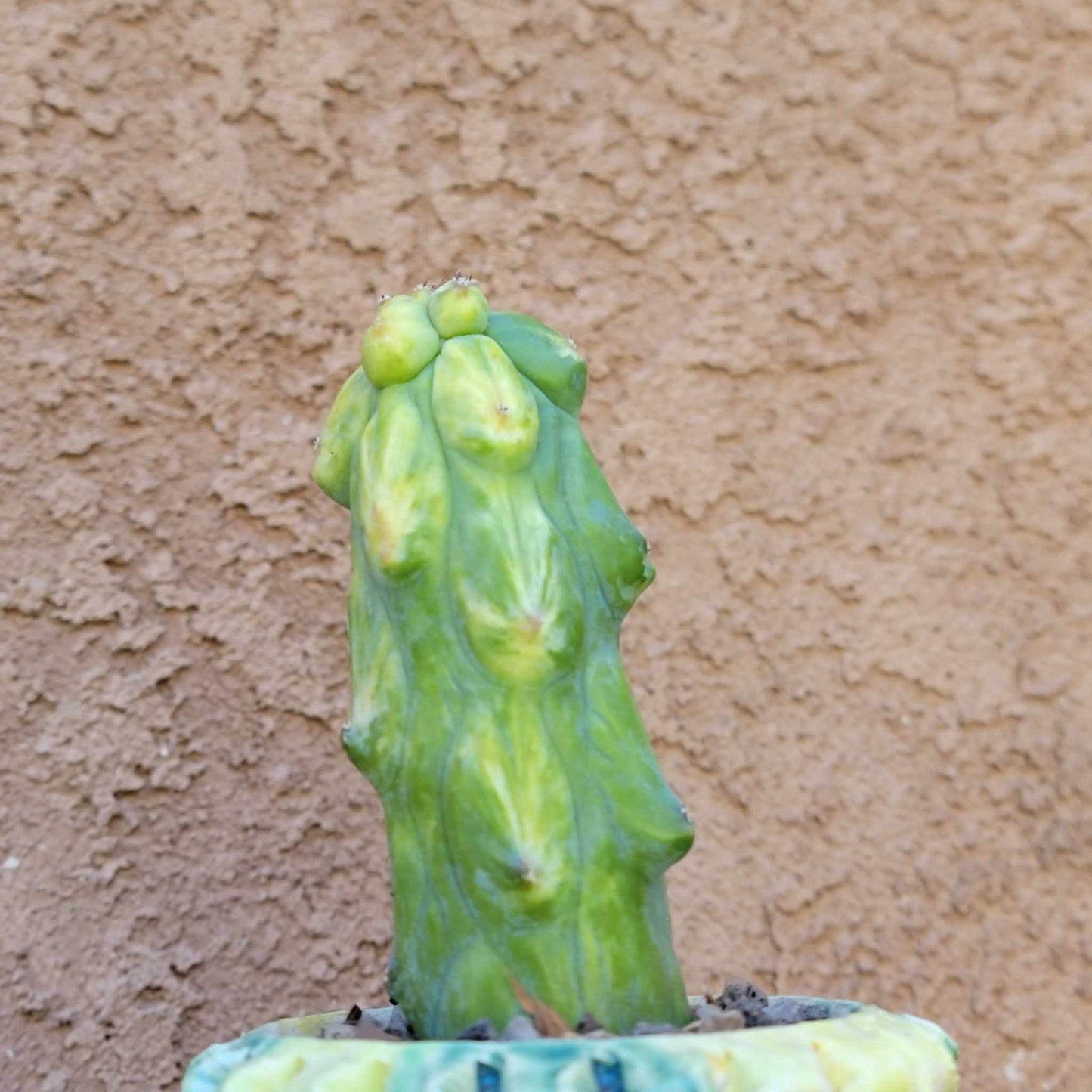 Myrtillocactus geometrizans 'Fukurokuryuzinboku - Variegated Boobie Cactus