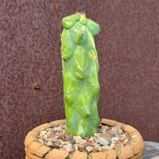 Myrtillocactus geometrizans 'Fukurokuryuzinboku - Variegated Boobie Cactus