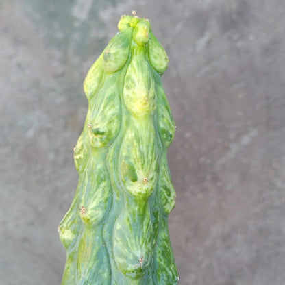 Myrtillocactus geometrizans 'Fukurokuryuzinboku' - Variegated Boobie Cactus - BIG