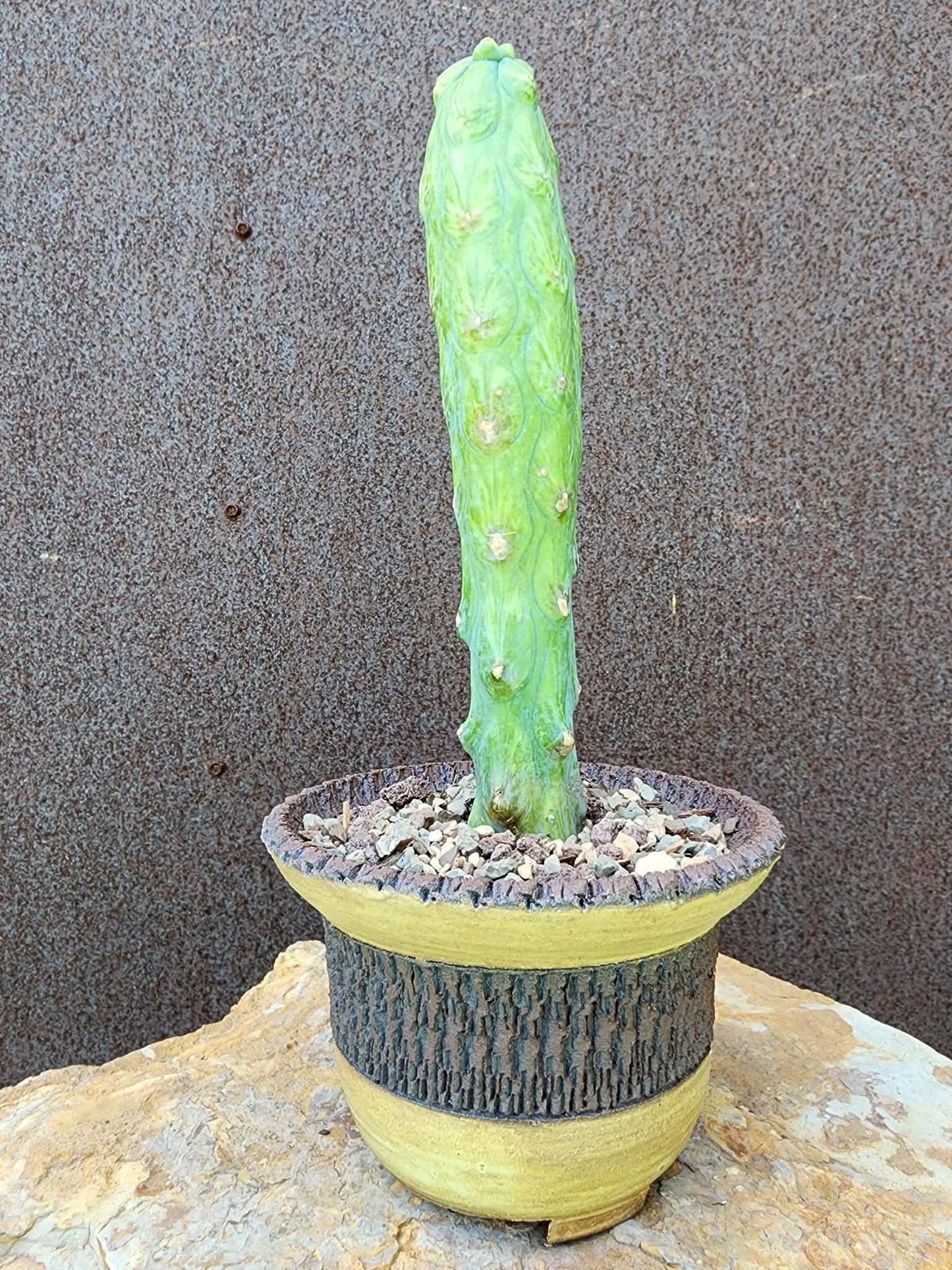 Myrtillocactus geometrizans 'Fukurokuryuzinboku' - Variegated Boobie Cactus collector cactus specimen