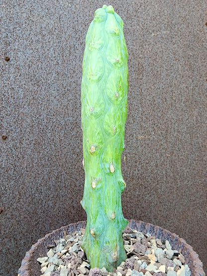 Myrtillocactus geometrizans 'Fukurokuryuzinboku' - Variegated Boobie Cactus