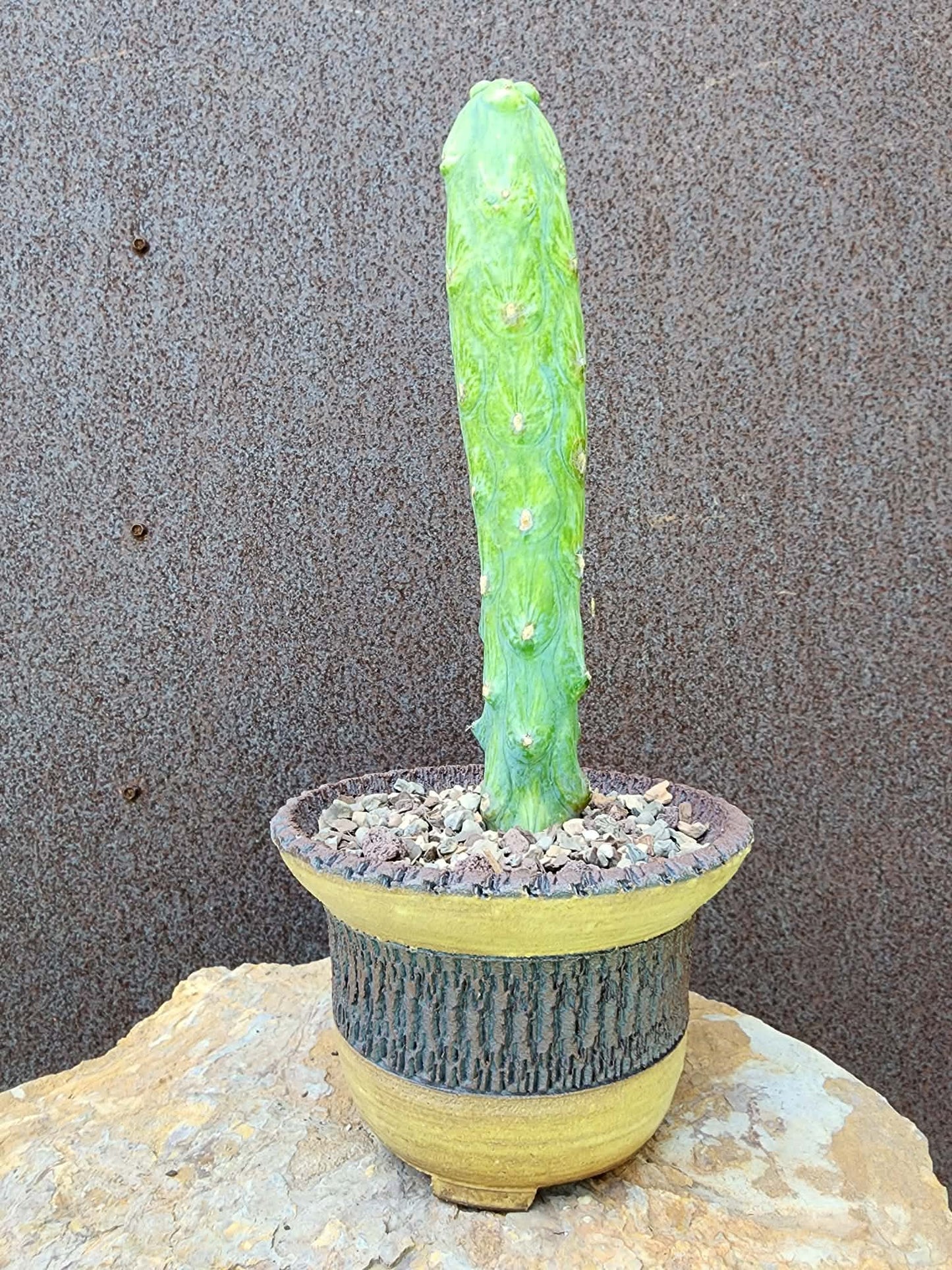 Myrtillocactus geometrizans 'Fukurokuryuzinboku' - Variegated Boobie Cactus