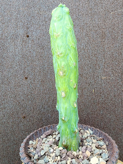 Myrtillocactus geometrizans 'Fukurokuryuzinboku' - Variegated Boobie Cactus