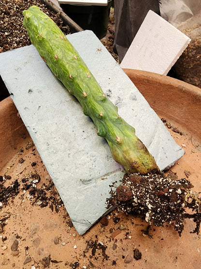 Myrtillocactus geometrizans 'Fukurokuryuzinboku' - Variegated Boobie Cactus
